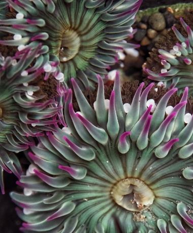 sea anemone