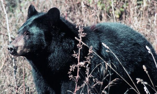 black bear
