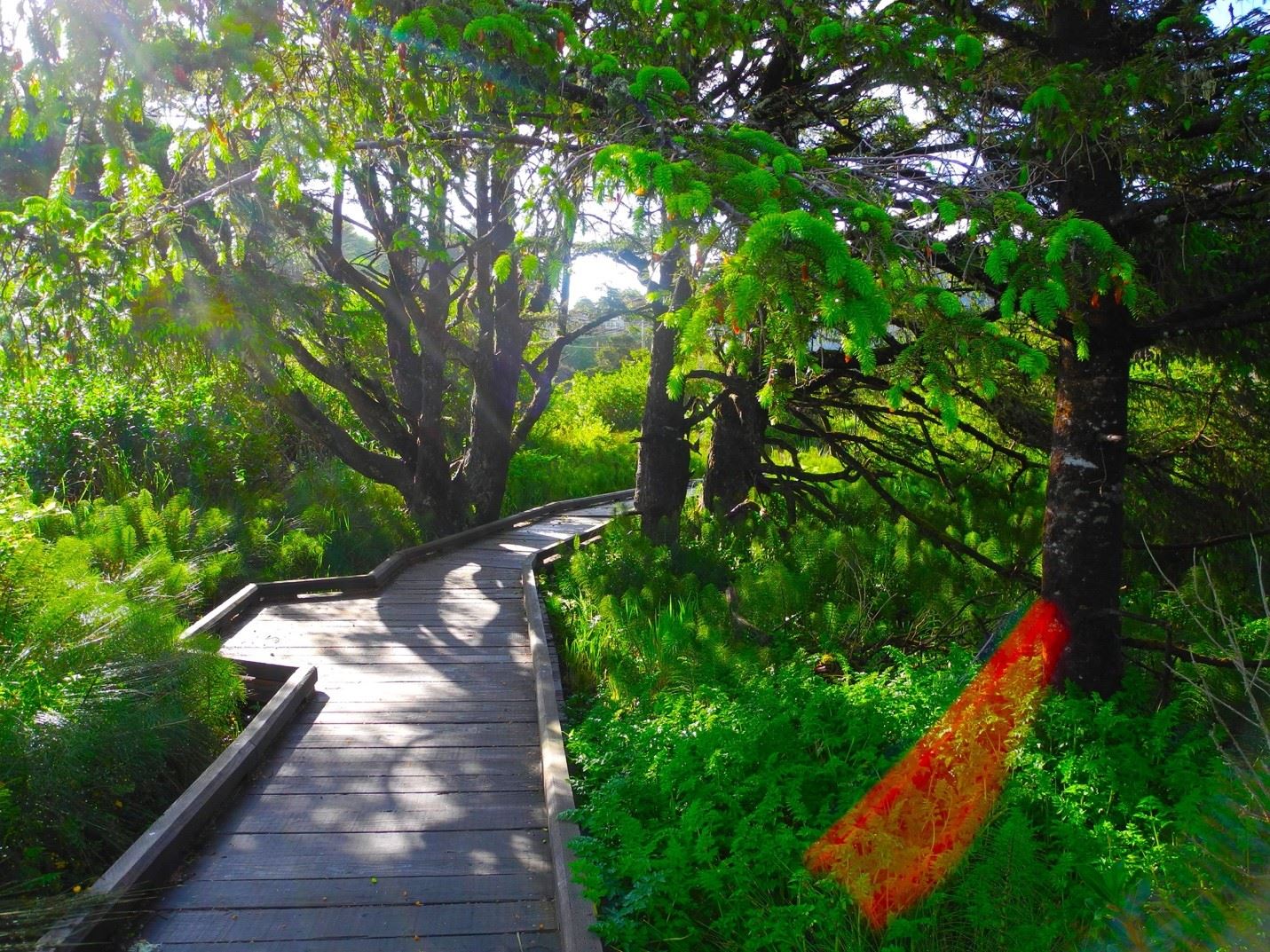 Boardwalk Path Through Green Trees and Foliage Opens in new window